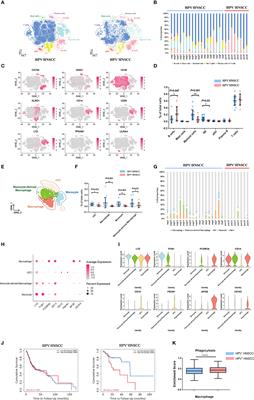 Single-cell RNA sequencing reveals TCR+ macrophages in HPV-related head and neck squamous cell carcinoma